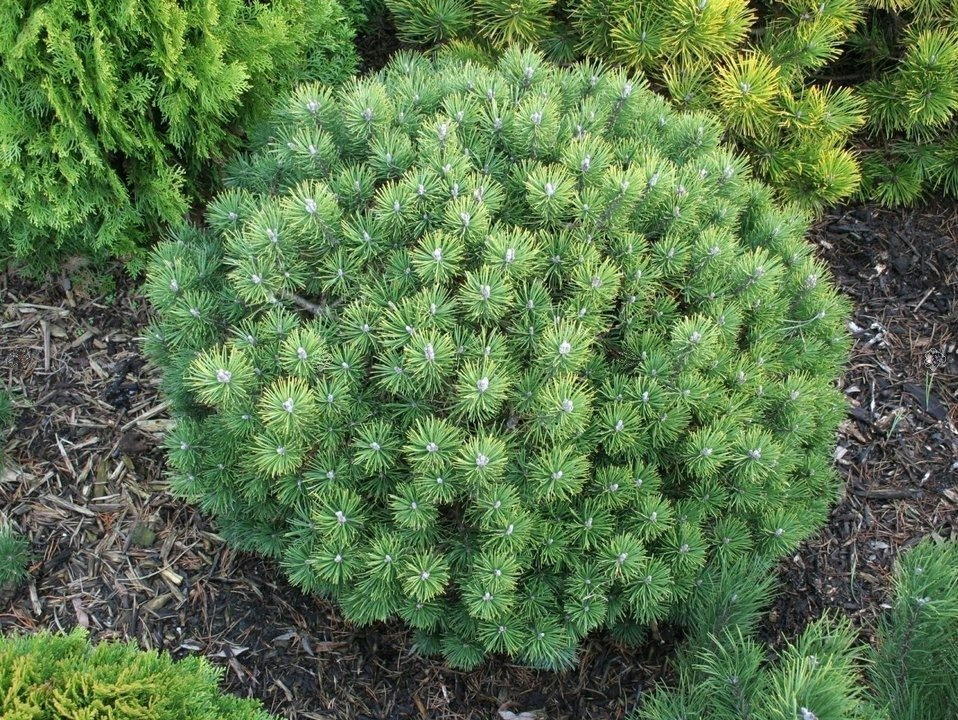 Sosna kosodrzewina Mops Pinus mugo C7,5