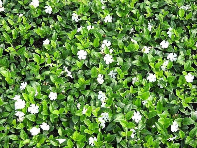 Barwinek pospolity Alba Vinca minor P9