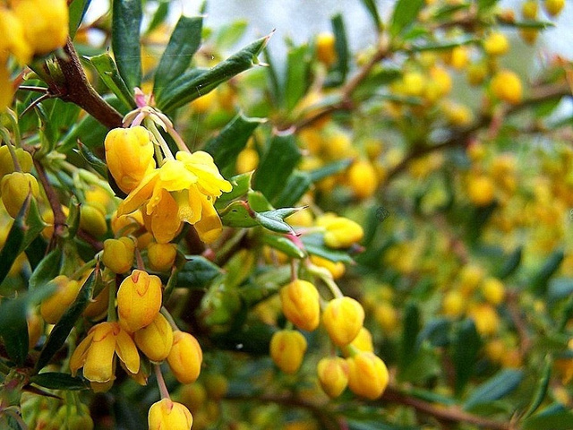 Berberys wąskolistny Berberis stenophylla P9