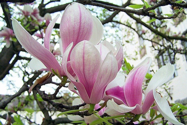 Magnolia Heaven Scent Magnolia C2