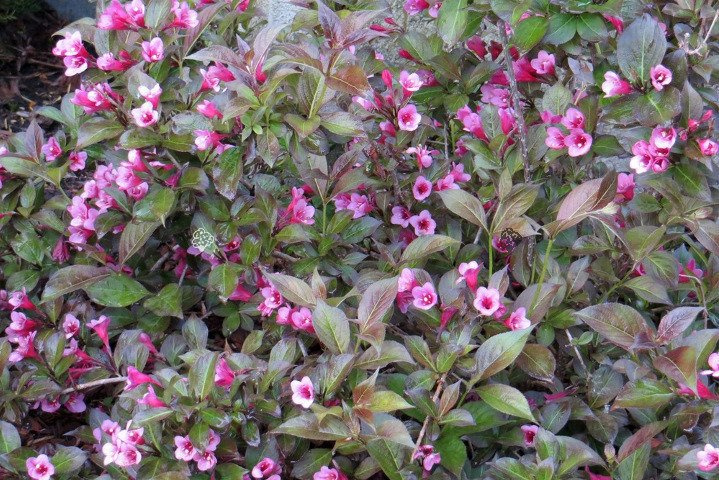 Krzewuszka cudowna Tango Weigela C2