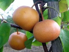 Grusza Chojuro Pyrus pyrifolia