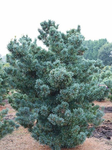 Sosna drobnokwiatowa Glauca Pinus parviflora