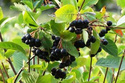 Aronia czarnoowocowa Aronia melanocarpa C2