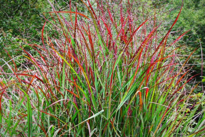 Proso rózgowate Shenandoah Panicum virgatum P9