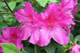 Azalia japońska Rosalind Rhododendron obtusum C2