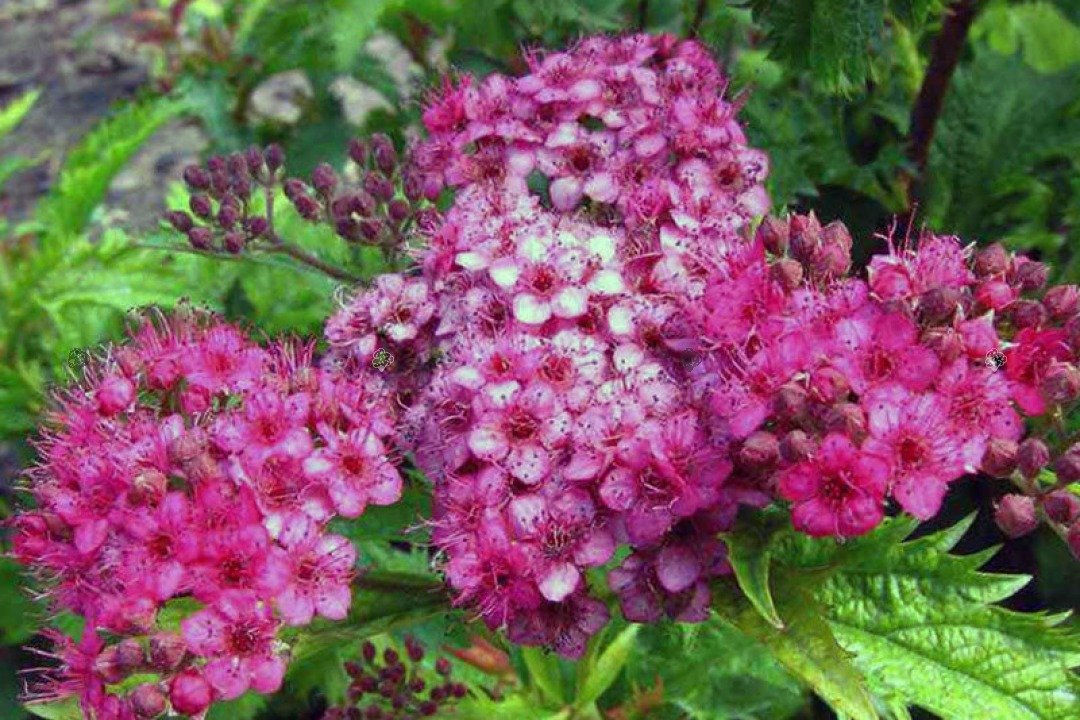 Tawuła japońska Crispa Spiraea japonica P9