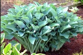 Funkia Krossa Regal Hosta C2