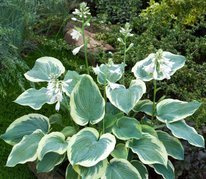 Funkia American Halo Hosta C3
