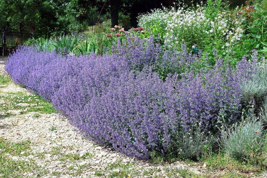 Kocimiętka Faassena Six Hill Giant Nepeta fassenii P9