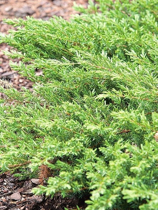 Jałowiec nadbrzeżny Schlager Juniperus conferta C5