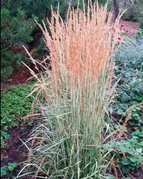 Trzcinnik ostrokwiatowy Avalanche Calamagrostis acutiflora C2