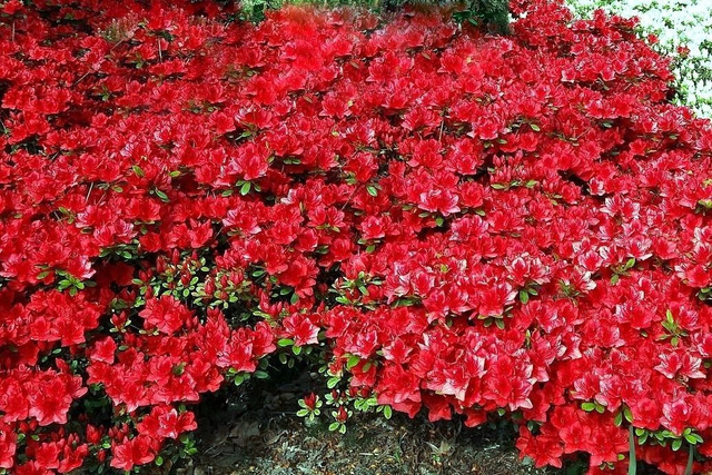 Azalia japońska Fridoline Rhododendron obtusum C2