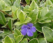 Barwinek pospolity Aureovariegata Vinca minor