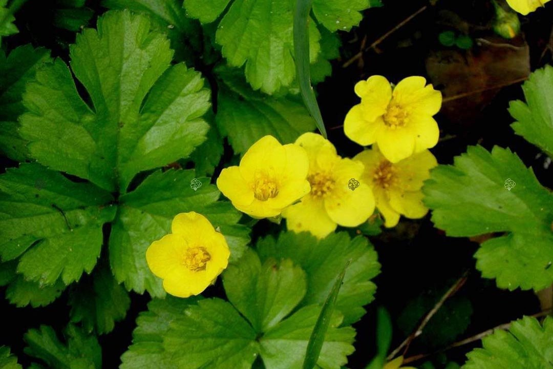 Pragnia syberyjska Waldsteinia ternata P9