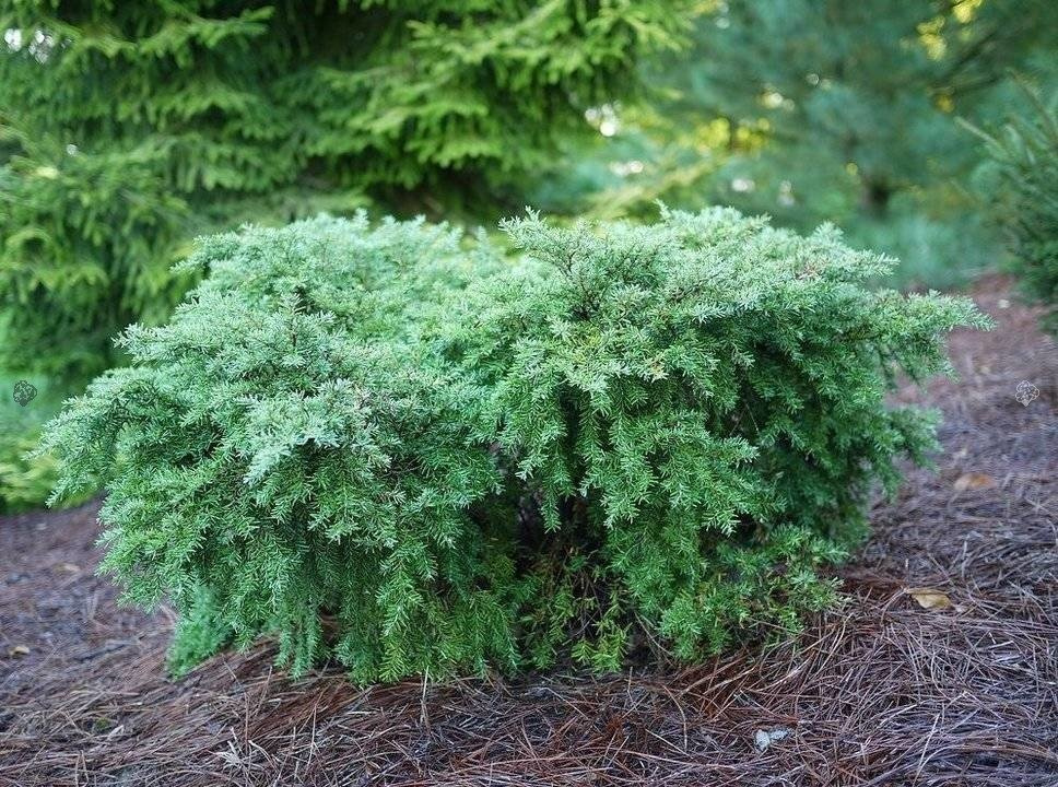 Choina kanadyjska Jeddeloh Tsuga canadensis C2