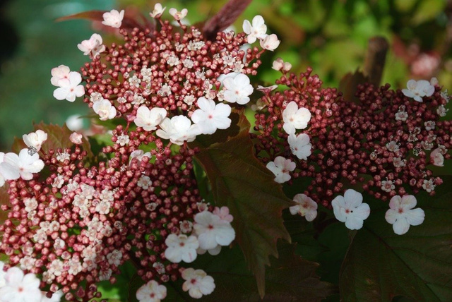 Kalina Sargenta Onondaga Viburnum sargentii P9
