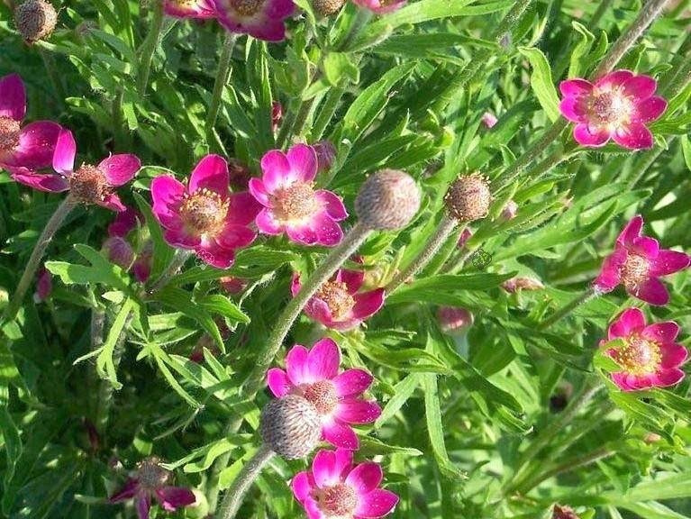 Zawilec wielosieczny Rubra Anemone multifida P9