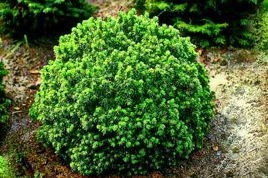 Świerk biały Alberta Globe Picea glauca C3