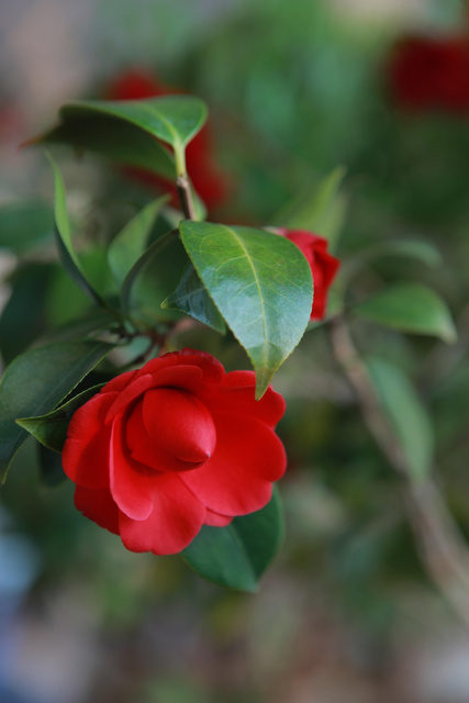 Kamelia japońska Black Lace Camellia japonica P9