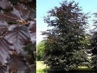 Buk pospolity Atropunicea Fagus sylvatica