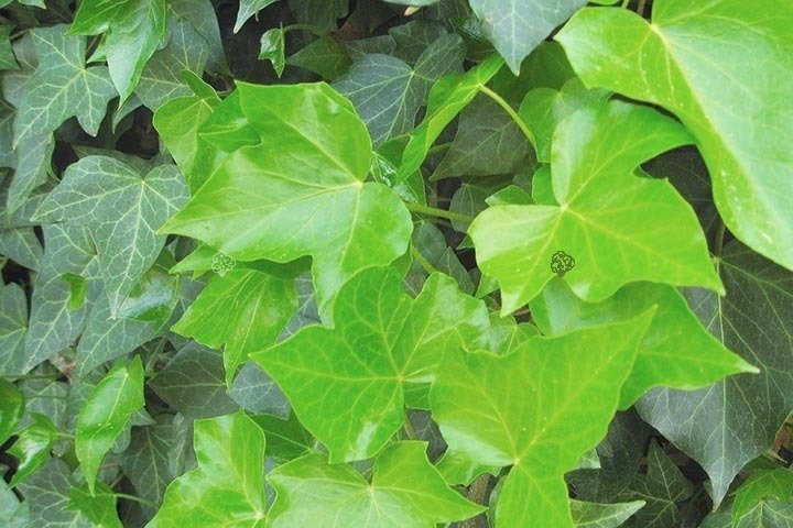 Bluszcz pospolity Hedera Helix C2