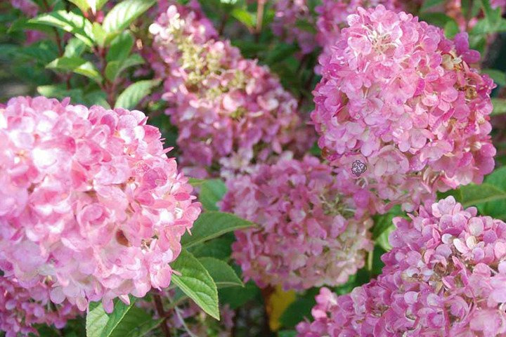 Hortensja bukietowa Sundae Fraise PBR Hydrangea paniculata C5