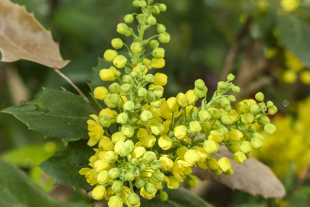 Mahonia pospolita Mahonia aquifolium C2