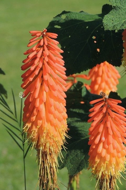 Trytoma groniasta Fire Glow Kniphofia uvaria P9