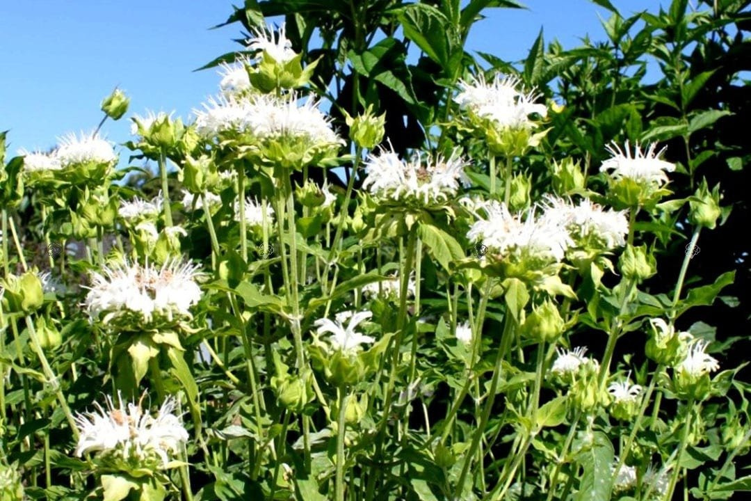 Pysznogłówka ogrodowa Schneewittchen Monarda hybrida P9