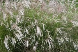 Miskant chiński Yakushima Dwarf Miscanthus sinensis C5