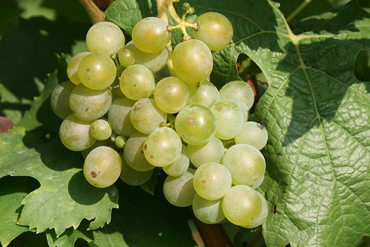Winorośl Ontario Vitis C2