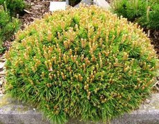 Sosna kosodrzewina Benjamin Pinus mugo C7,5