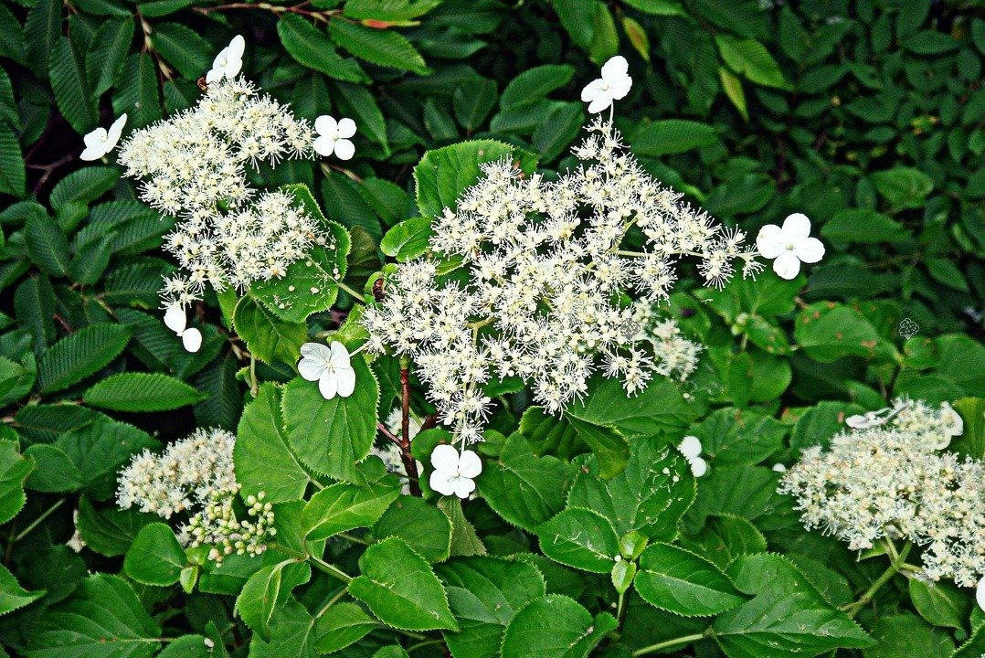 Hortensja pnąca subsp. petiolaris Hydrangea anomala C5