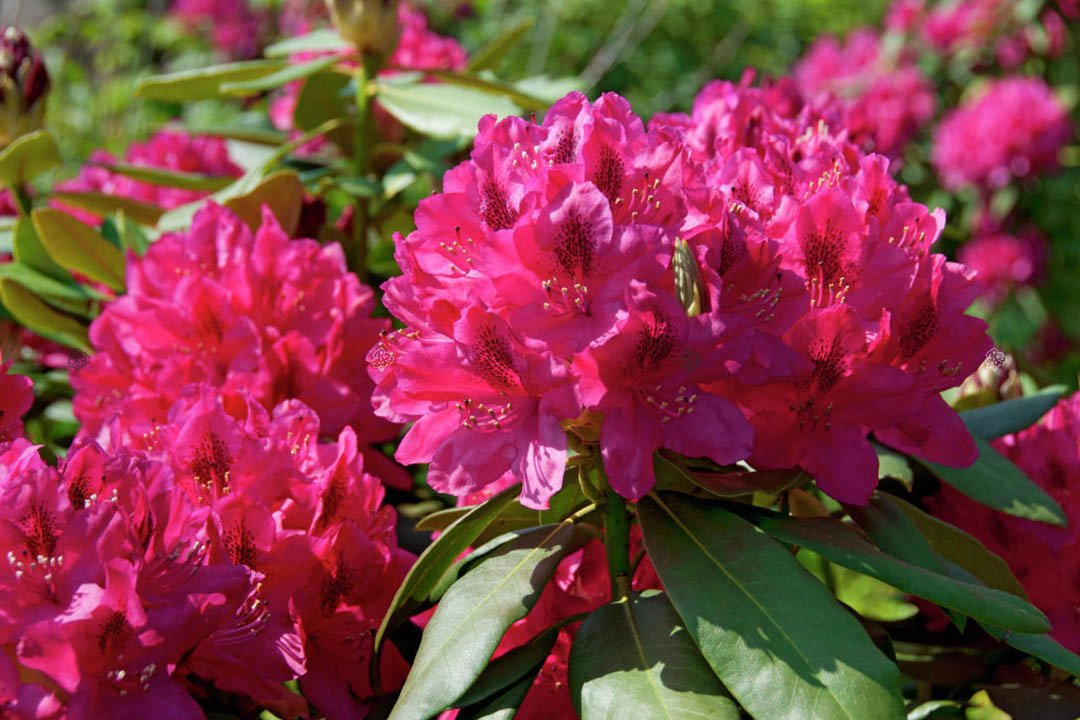 Różanecznik katawbijski Nova Zembla Rhododendron catawbiense C2