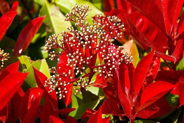 Głogownik Frasera Red Robin Photinia fraseri P9