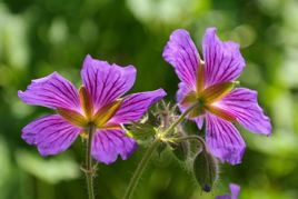 Bodziszek korzeniasty Geranium macrorrhizum P9