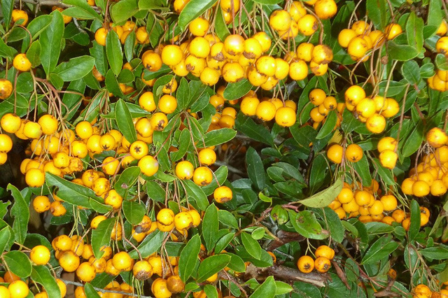 Ognik Golden Charmer Pyracantha P9
