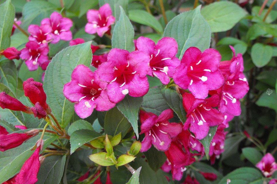 Krzewuszka cudowna Lucifer Weigela florida C2