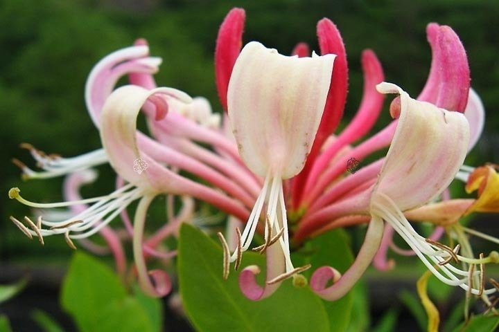 Wiciokrzew pomorski Serotina Lonicera periclymenum P9