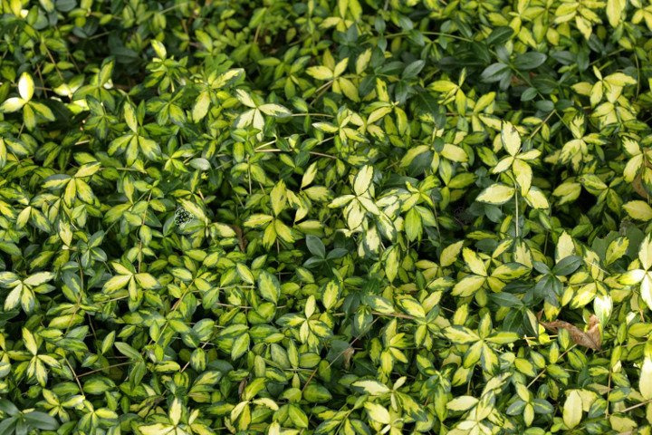 Barwinek pospolity Illumination Cahill Vinca minor P9