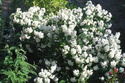 Jaśminowiec wonny Snowbelle Philadelphus coronarius C3