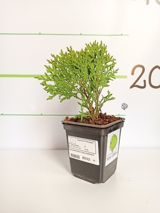 Tuja Danica Thuja occidentalis P9
