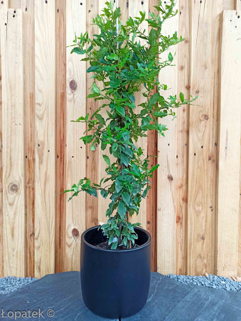 Ognik szkarłatny Red Cushion Pyracantha coccinea P9