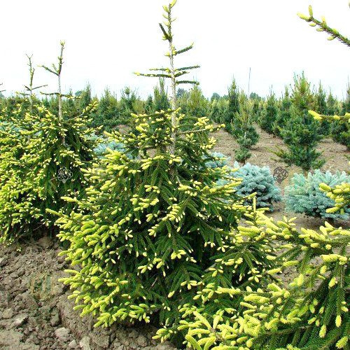Świerk kaukaski Aureospicata Picea orientalis C5