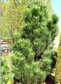 Sosna czarna Green Rocket Pinus nigra C5