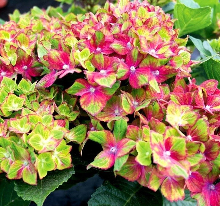 Hortensja ogrodowa Schloss Wackerbarth PBR Hydrangea macrophylla C5