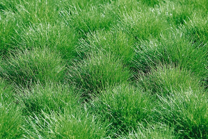 Kostrzewa miotlasta Niedźwiedzie futro Festuca scoparia P9