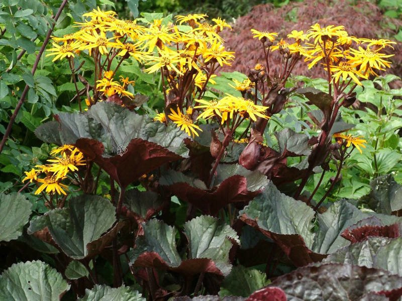Języczka pomarańczowa Britt-Marie Crawford Ligularia dentata C2
