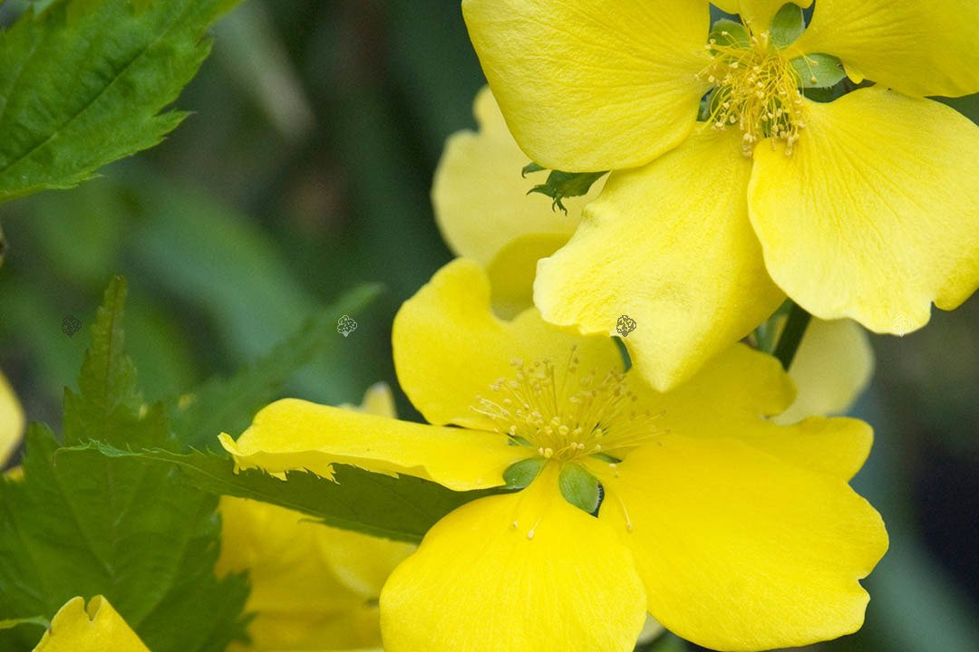 Złotlin japoński Golden Guinea Kerria japonica P9